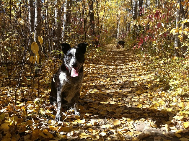Efterår, Hund, Blade, Parkere, Blad, Løv