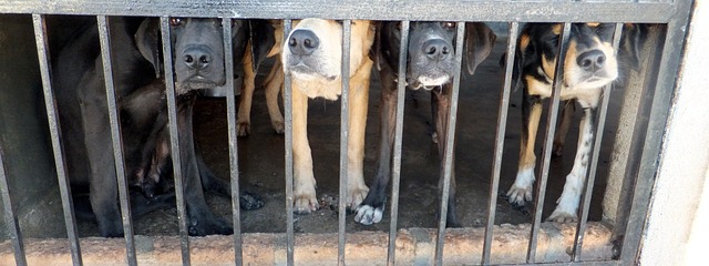 Hunde, Bur, Trist, Pund