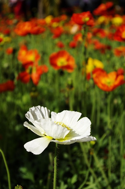 Blomster, Blomst Baggrund, Blomst Tapet
