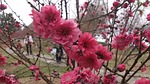 spring, peach blossom, the outskirts