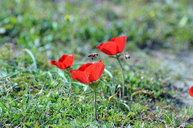 Free Poppies Bee photo and picture