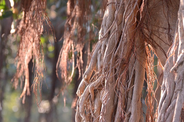 Free Tree Brown photo and picture