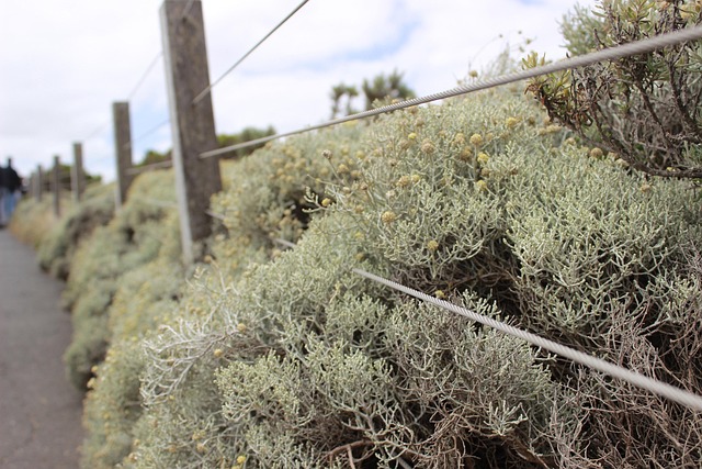 Free Fence Grass photo and picture