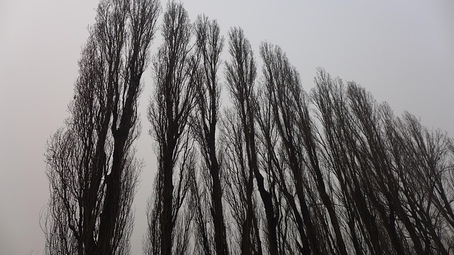 Free Giant Trees Up photo and picture