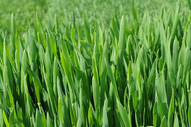 Weizenkeimlinge, Frühling, Natur