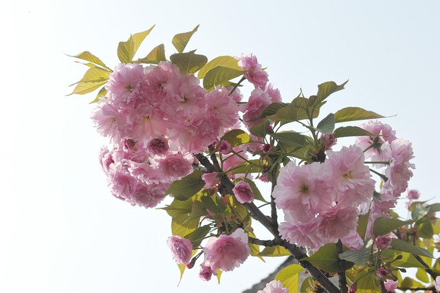Frühling, Begonie, Qingming