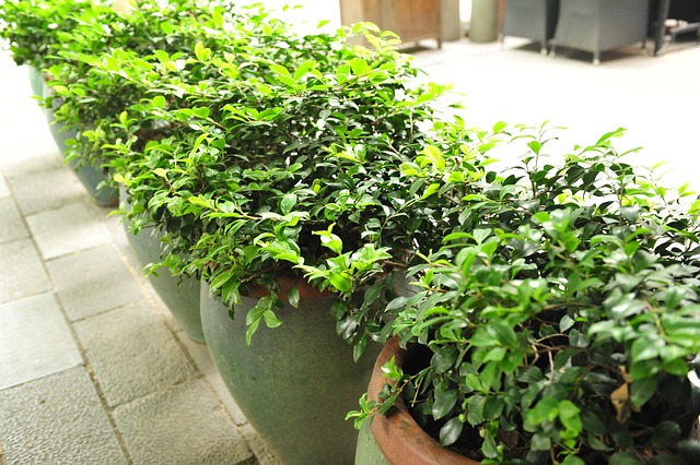 Grüne Pflanzen, Bonsai, Natur