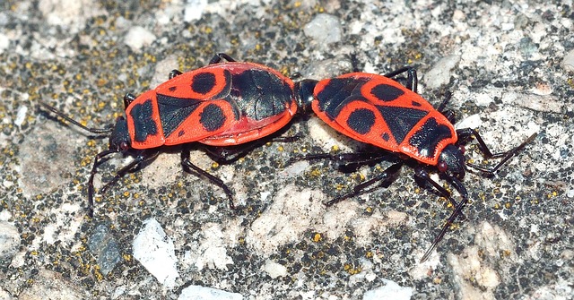 Free Insects Bedbugs photo and picture