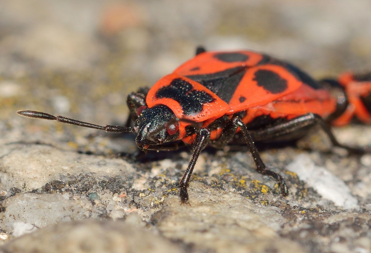 Insects Hemiptera Bedbugs Free Photo On Pixabay Insects Hemiptera Bedbugs Free Photo On Pixabay