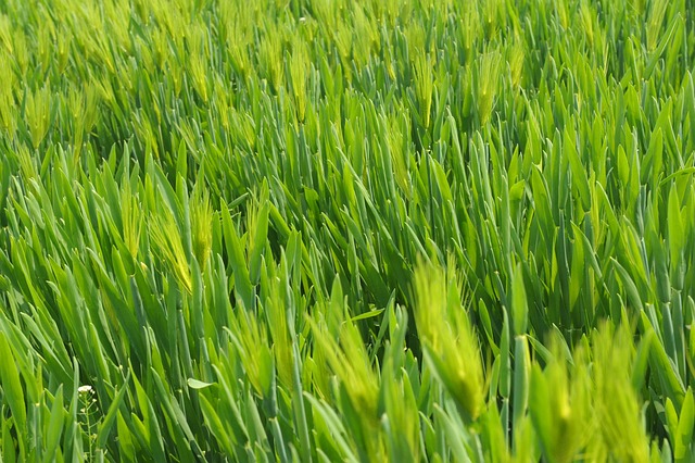 Gras, Green, Natur, Weizenähren