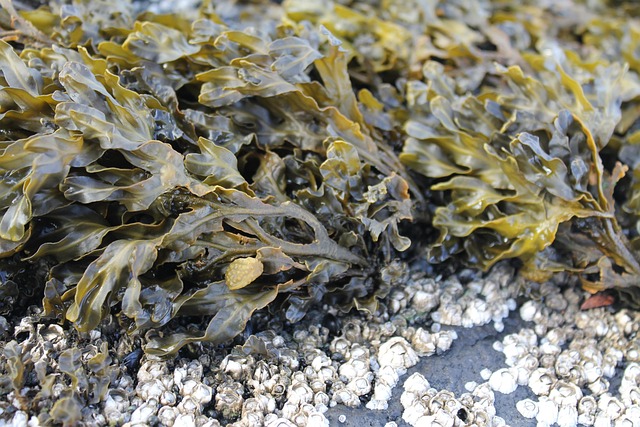Free Seaweed Plants photo and picture