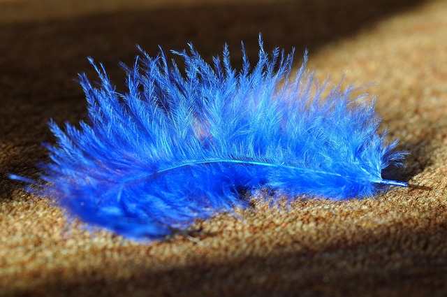 Download free HD stock image of Feather Blue Free Feather Blue photo and picture