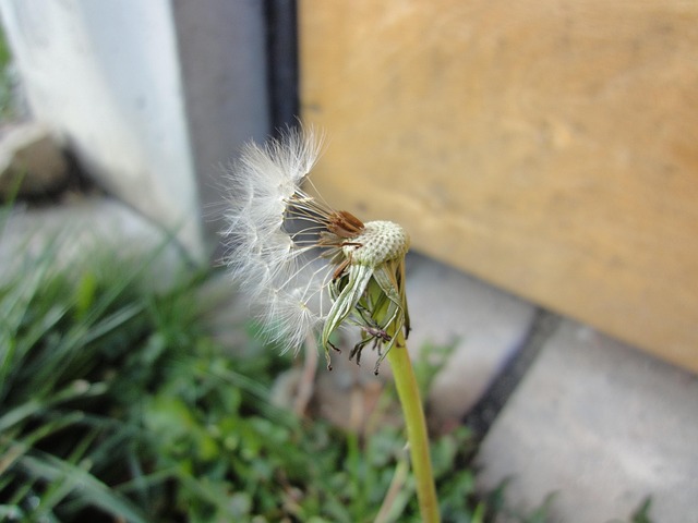 Free Dandelion Plant photo and picture