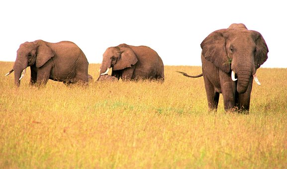 Free Elephant Africa photo and picture