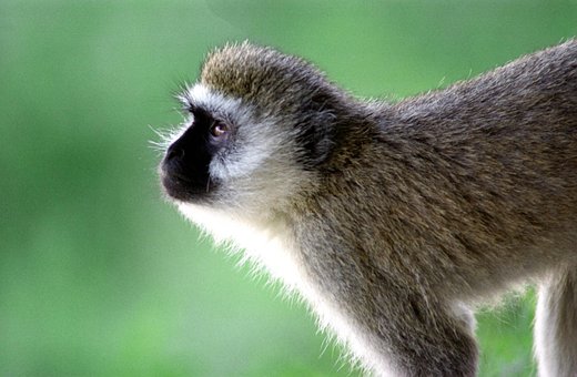 Free Monkey Wildlife photo and picture