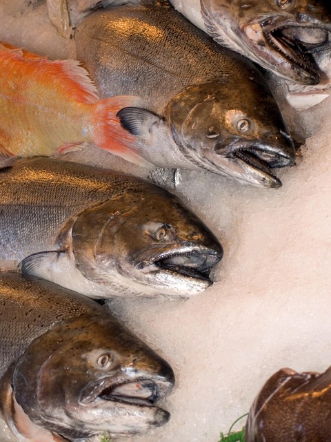 Free Fish Ocean Seafood photo and picture