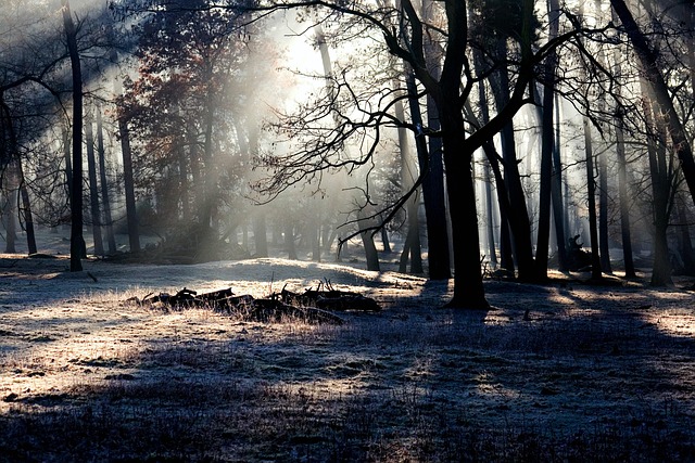 Free Trees Sunbeams photo and picture