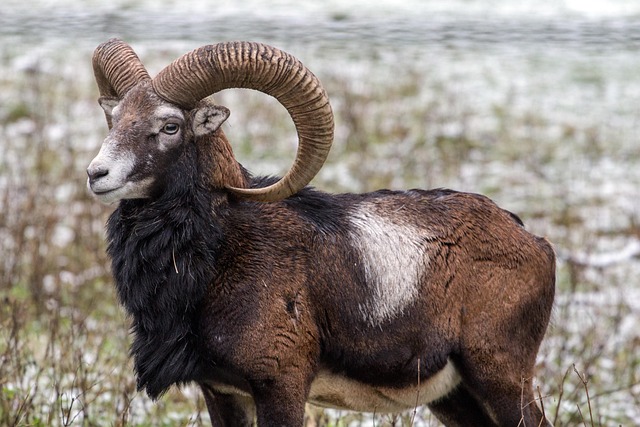 Free Capricorn Wild photo and picture