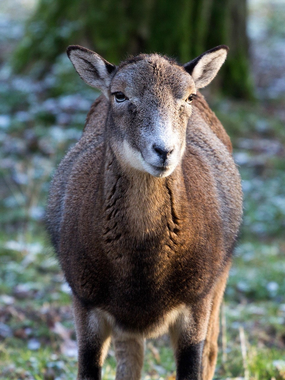 Capricorn Wild Animals - Free photo on Pixabay - Pixabay