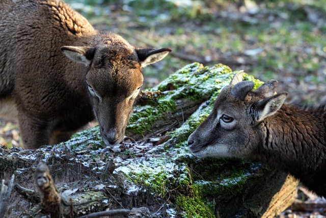 Capricorn Wild - Free photo on Pixabay - Pixabay
