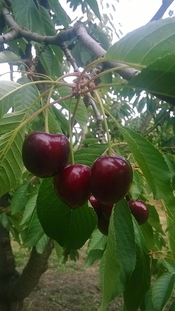 Free Cherry Extensive photo and picture