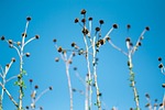 chrysanthemum, die, blue sky