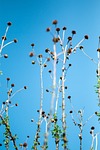 chrysanthemum, die, blue sky