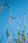 chrysanthemum, die, blue sky