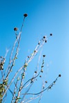 chrysanthemum, die, blue sky