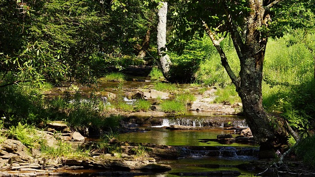 Free Dolly Sods photo and picture