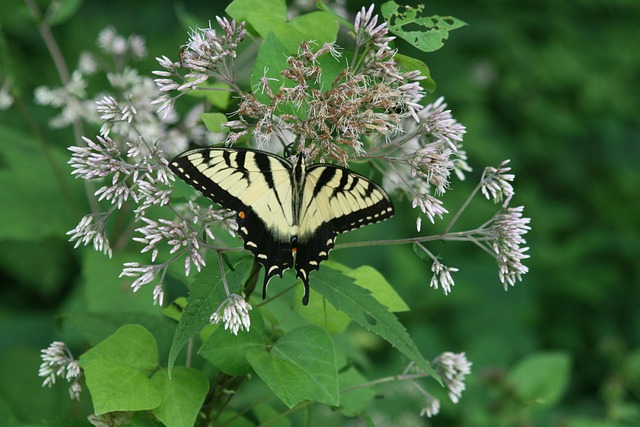 Free Animal Insect photo and picture