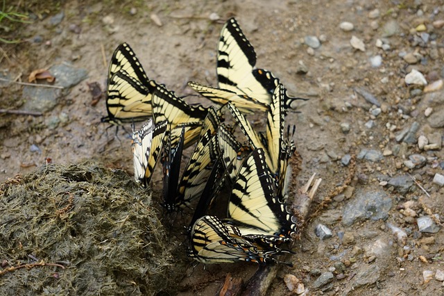 Free Animals Insects photo and picture