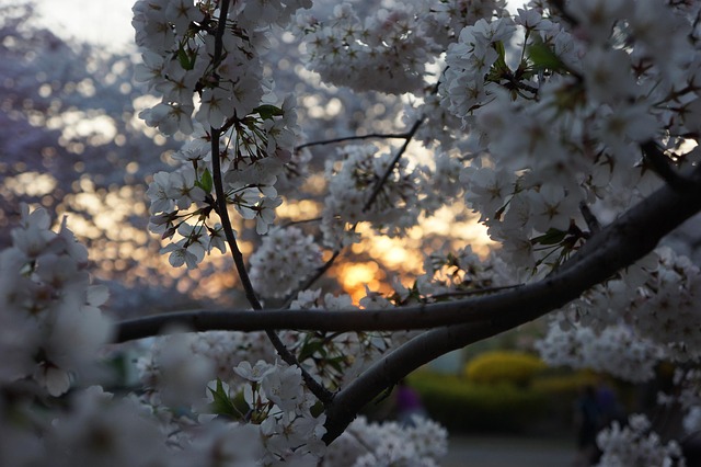Free Cherry Tree photo and picture