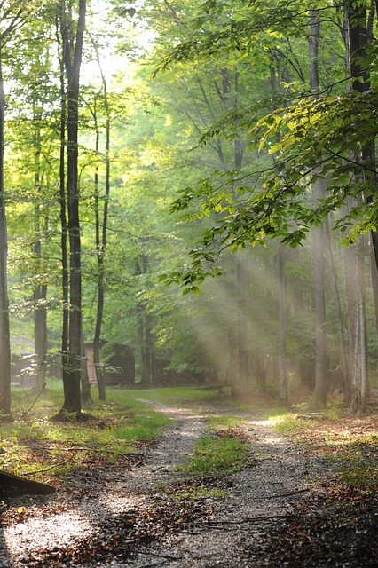 Free Forest Trees photo and picture