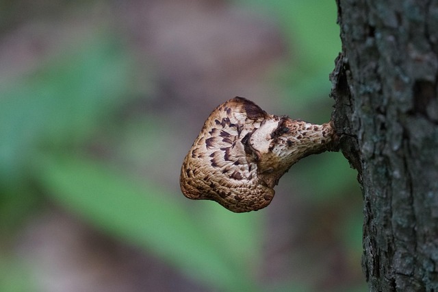 Free Nature Mushroom photo and picture
