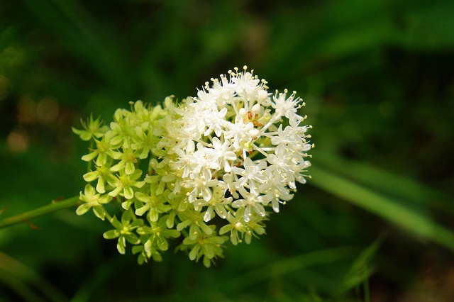 Free Plant Wild photo and picture