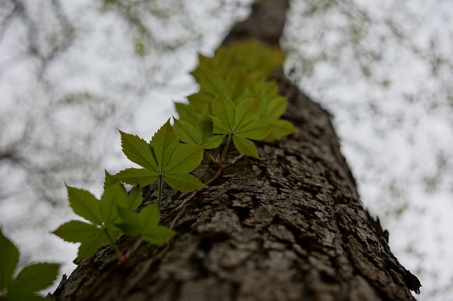 Free Tendril Twine photo and picture