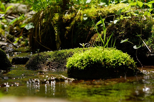 Free Water Flow photo and picture