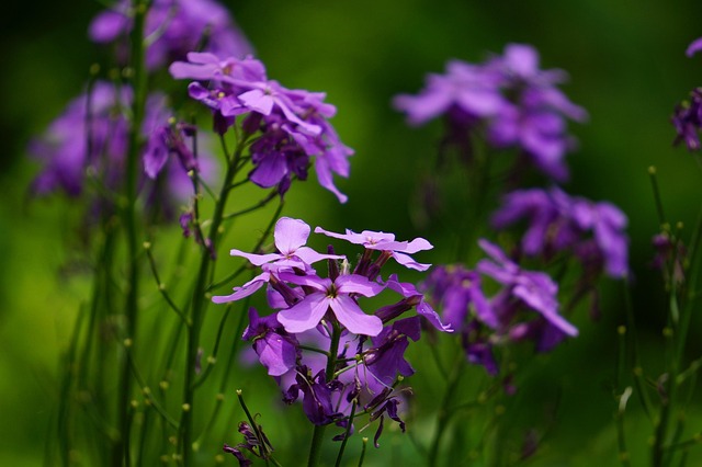 Free Wild Plant photo and picture