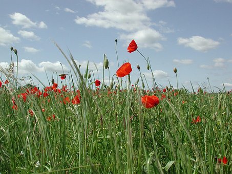 Free Poppy Red photo and picture