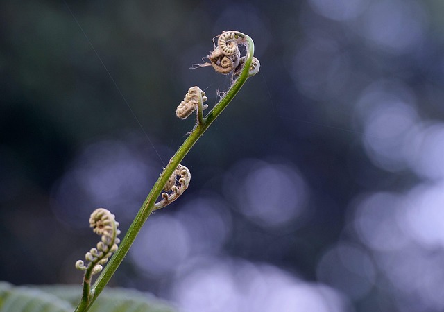 Free Fern Nature photo and picture
