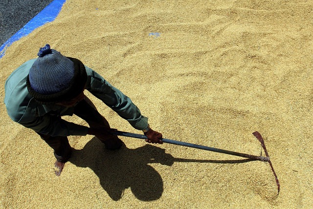 Free Paddy Dry photo and picture