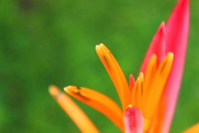 Blomst, Natur, Orange, Farve, Makro