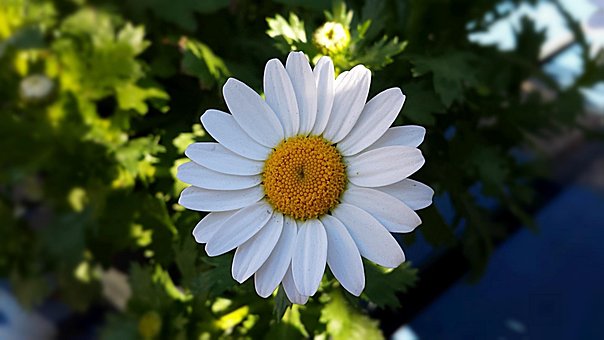 Floare, Plantelor, Margaretă, Natura