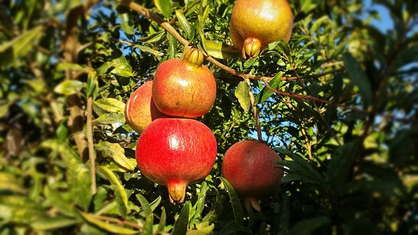 Fructe, Roșu, Rodie, Sănătos, Alimente
