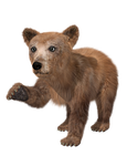 bear, brown bear, young