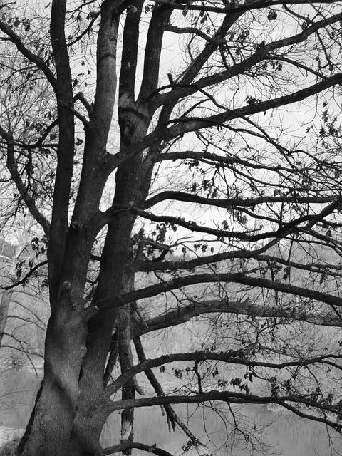 Free Tree Dark photo and picture