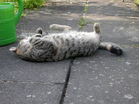 Free Cat Animal photo and picture