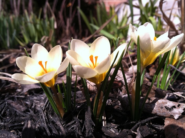 Free Flower Spring photo and picture