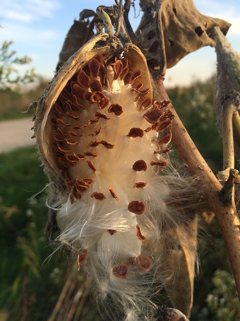 Free Nature Milk Weed photo and picture